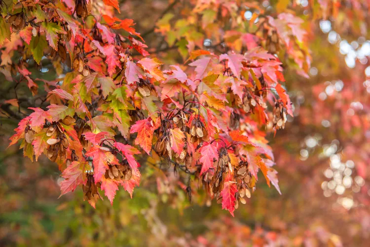 15 Beautiful Species of Maple Trees