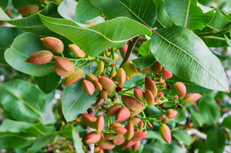 How to Plant and Grow a Pistachio Tree