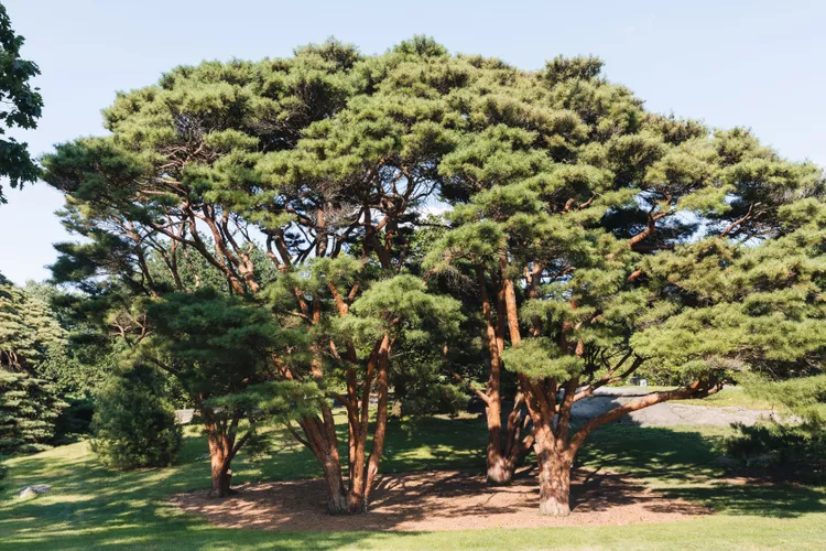 20 Types of Pine Trees You Can Actually Grow