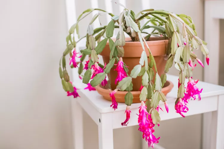 How to Care for a Christmas Cactus: A Complete Guide to Keeping Your Holiday Plant Thriving